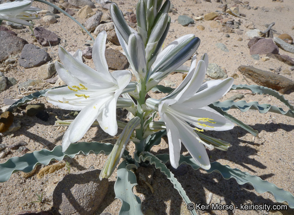 Image de Hesperocallis undulata A. Gray