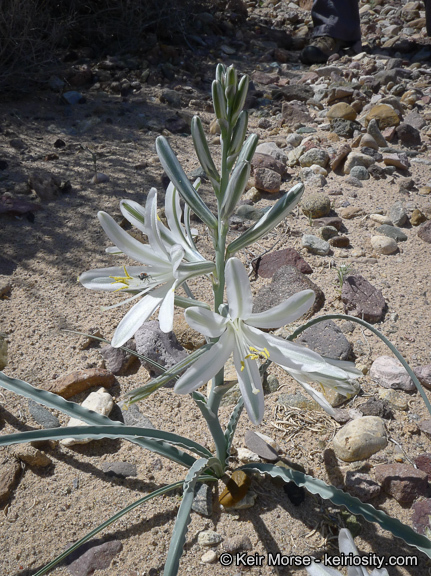 Image de Hesperocallis undulata A. Gray