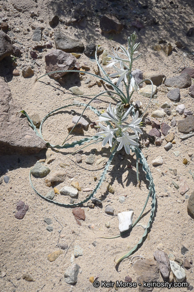 Image de Hesperocallis undulata A. Gray