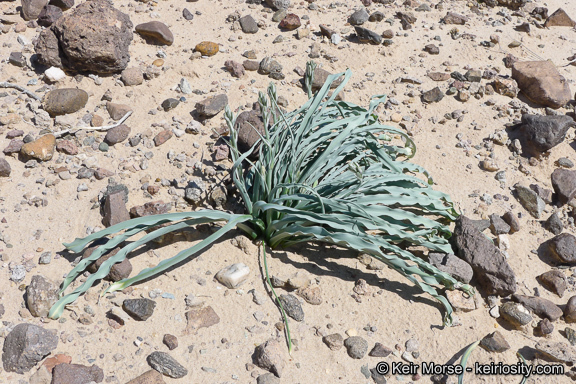 Image de Hesperocallis undulata A. Gray