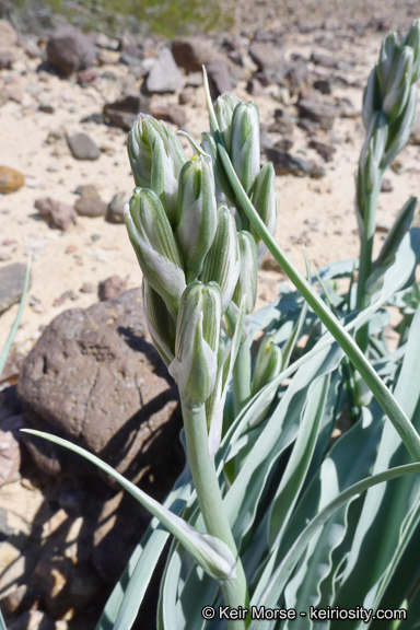 Image de Hesperocallis undulata A. Gray