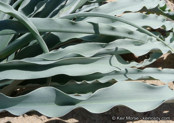 Image de Hesperocallis undulata A. Gray