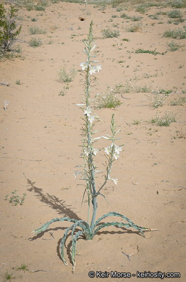 Image de Hesperocallis undulata A. Gray