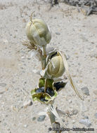 Image de Hesperocallis undulata A. Gray