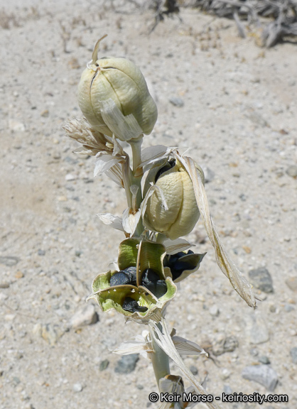 Image de Hesperocallis undulata A. Gray