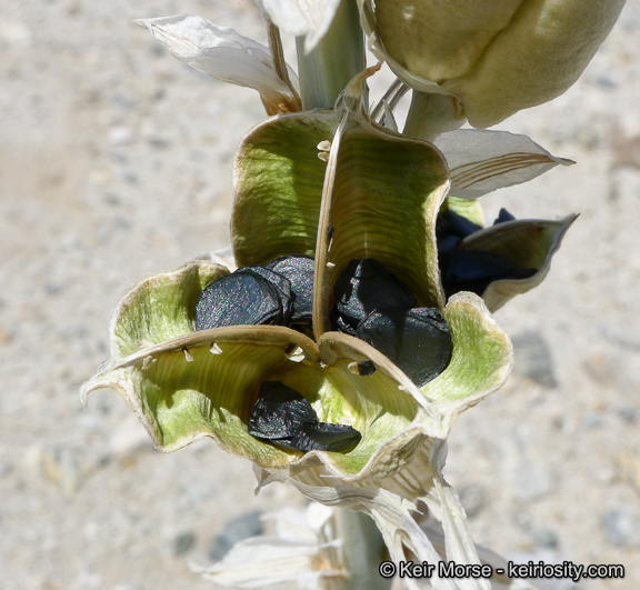 Image de Hesperocallis undulata A. Gray