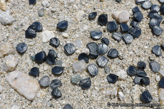 Image de Hesperocallis undulata A. Gray