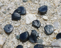 Image de Hesperocallis undulata A. Gray