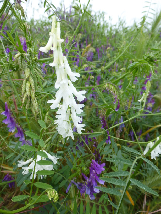 Image of fodder vetch