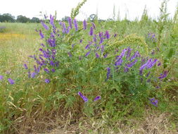 Image of fodder vetch