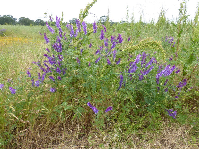 Image of fodder vetch