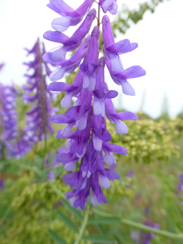 Image of fodder vetch