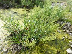 Imagem de Rumex salicifolius var. denticulatus Torr.