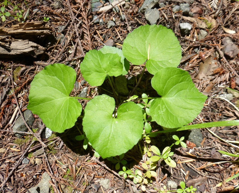 Image of Pioneer Violet