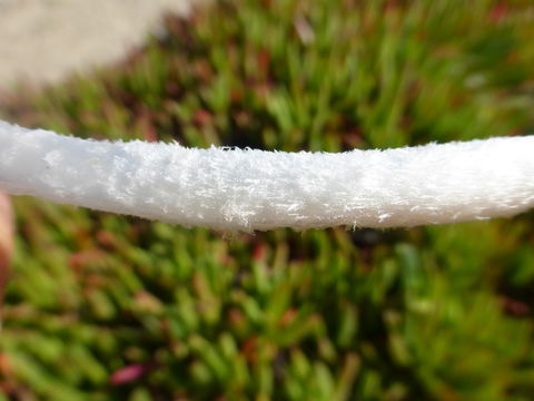 Image of Hare's Foot Inkcap