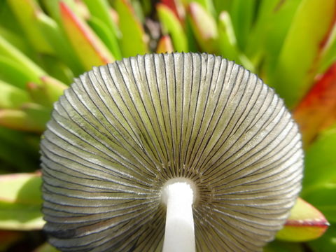 Image of Hare's Foot Inkcap