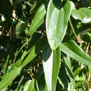 Image of Clematis armandii Franch.