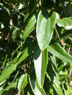 Image of Clematis armandii Franch.