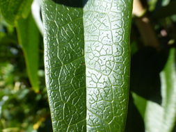 Image of Clematis armandii Franch.