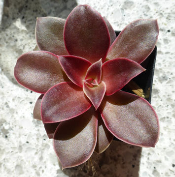 Image of Echeveria diffractens M. Kimnach & A. Lau