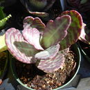 Sivun Kalanchoe humilis Britten kuva