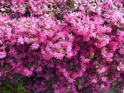 Image of Chinese fringe flower