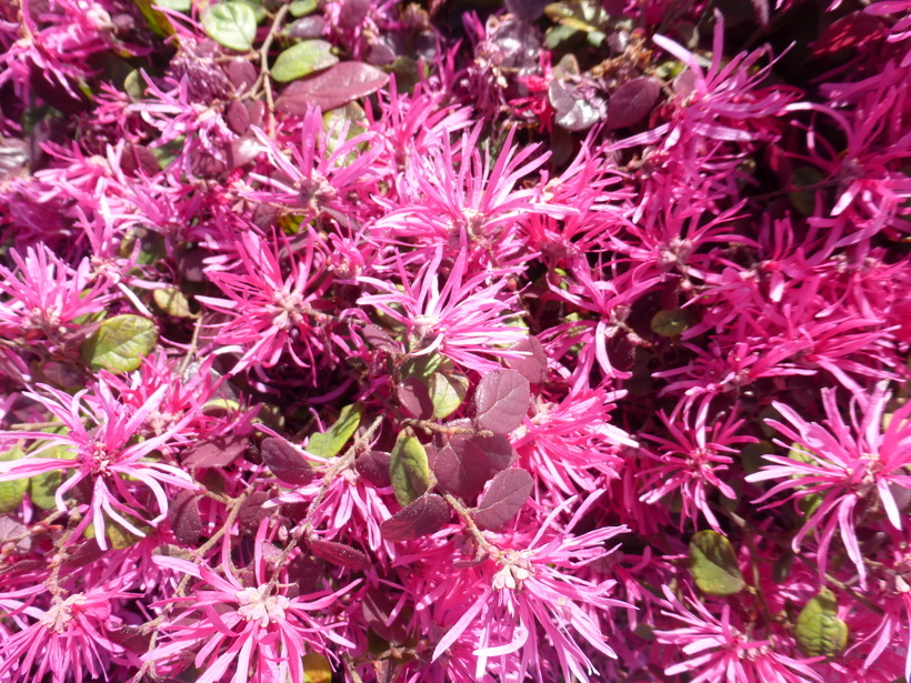 Image of Chinese fringe flower