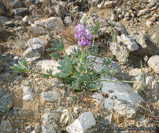 Imagem de Lupinus arizonicus (S. Watson) S. Watson