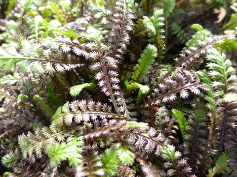 Image of Leptinella squalida Hook. fil.