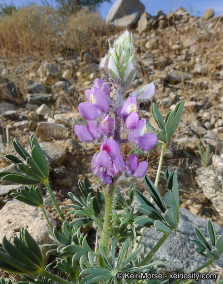 Imagem de Lupinus arizonicus (S. Watson) S. Watson