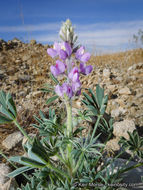 Imagem de Lupinus arizonicus (S. Watson) S. Watson