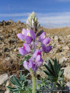 Image of Arizona lupine