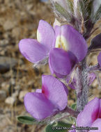 Image of Arizona lupine