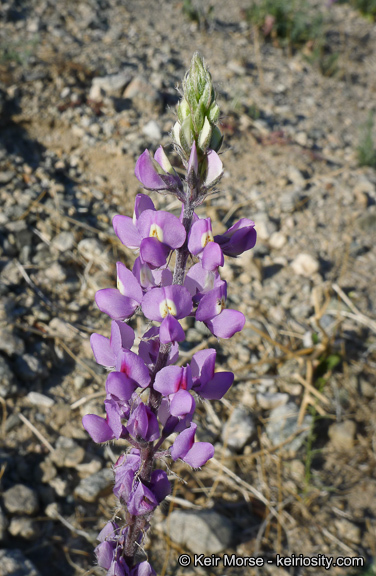 Image of Arizona lupine