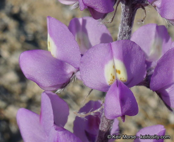 Image of Arizona lupine