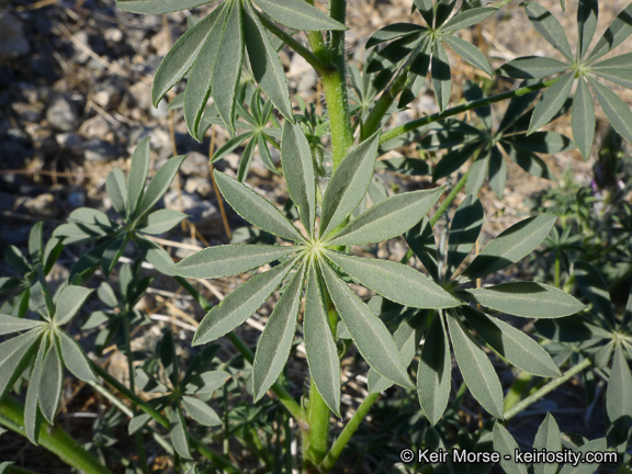 Image of Arizona lupine