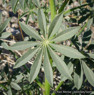 Image of Arizona lupine