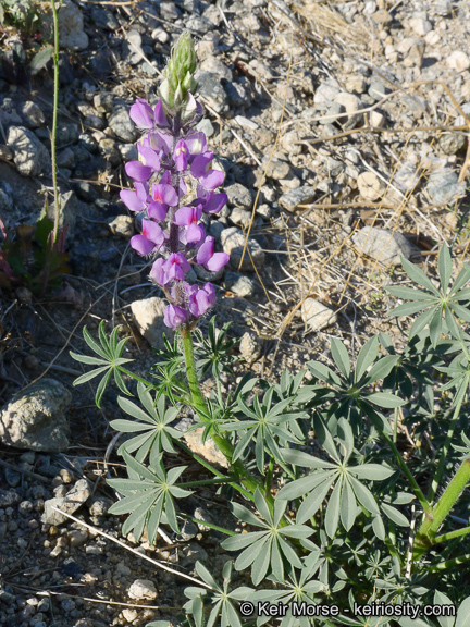 Image of Arizona lupine