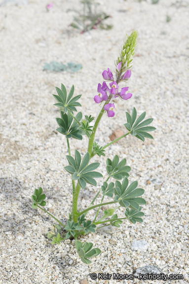 Image of Arizona lupine