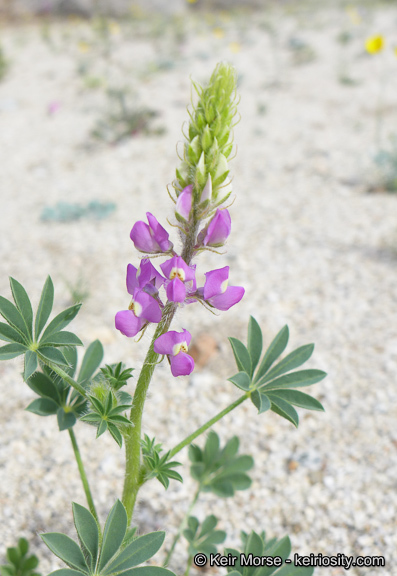 Image of Arizona lupine