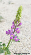 Image of Arizona lupine