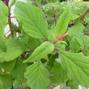 Image de Salvia confertiflora Pohl