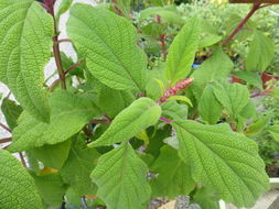 Image de Salvia confertiflora Pohl