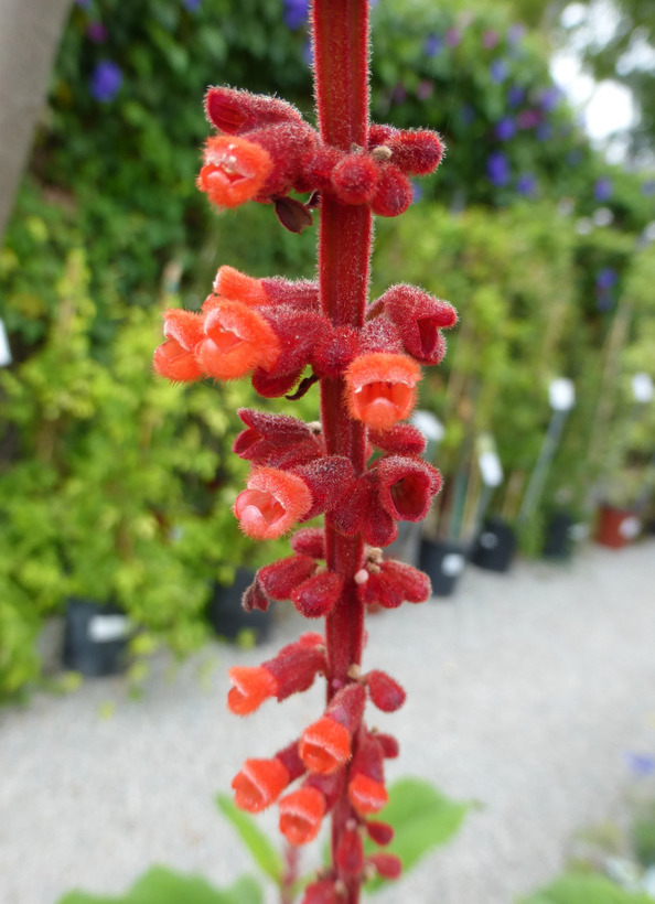 Image of Salvia confertiflora Pohl