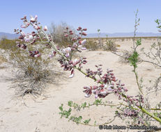 Image of desert ironwood