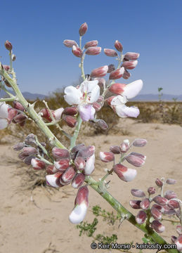 Image of desert ironwood