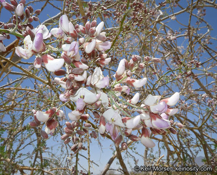 Image of desert ironwood