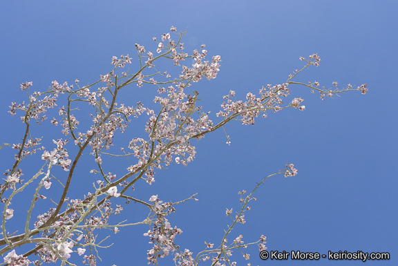 Image of desert ironwood