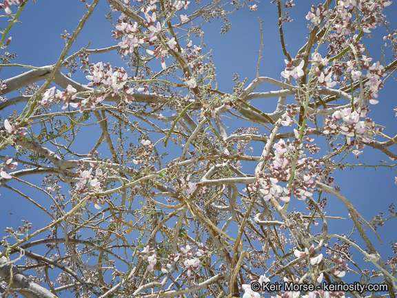 Image of desert ironwood