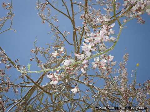 Image of desert ironwood